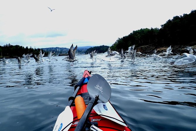 2- hour kayak trip on the Oslo Fjord - Bygdøy Peninsula brings beaches and a change of pace