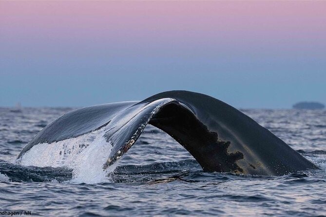 24hr Northern Lights & Whale Watching Cruise - Why late December changes the experience