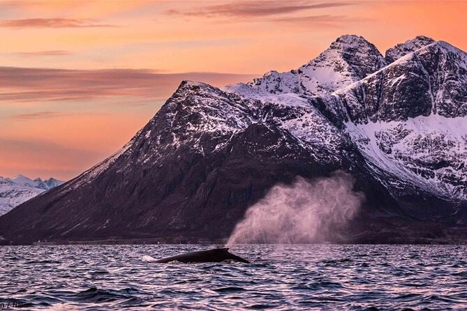 24hr Northern Lights & Whale Watching Cruise - Who should book this cruise?