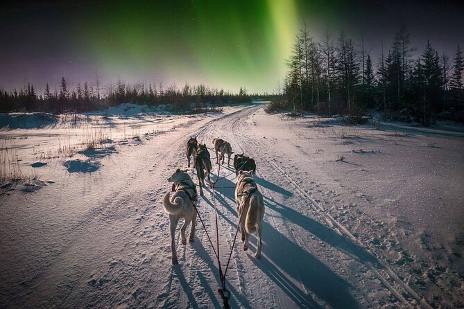 4hr Dog Sledding Tour under the Northern Lights - Key points to know before booking