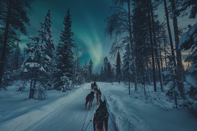 4hr Dog Sledding Tour under the Northern Lights - From Alta to Gargia in a warm minibus