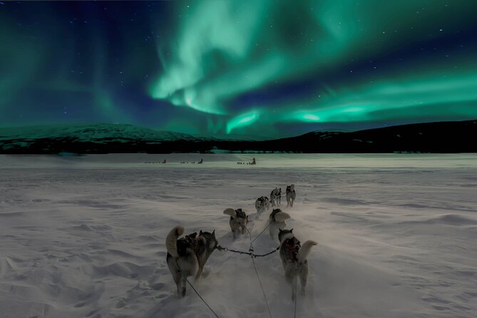 4hr Dog Sledding Tour under the Northern Lights - Watching the Aurora in a dark forest