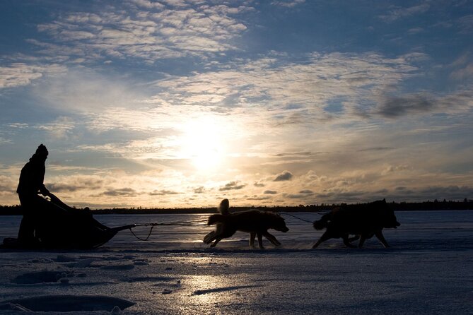 4hr Dog Sledding Tour under the Northern Lights - Meeting the dogs after the ride
