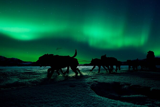 4hr Dog Sledding Tour under the Northern Lights - Getting dressed for Arctic night conditions