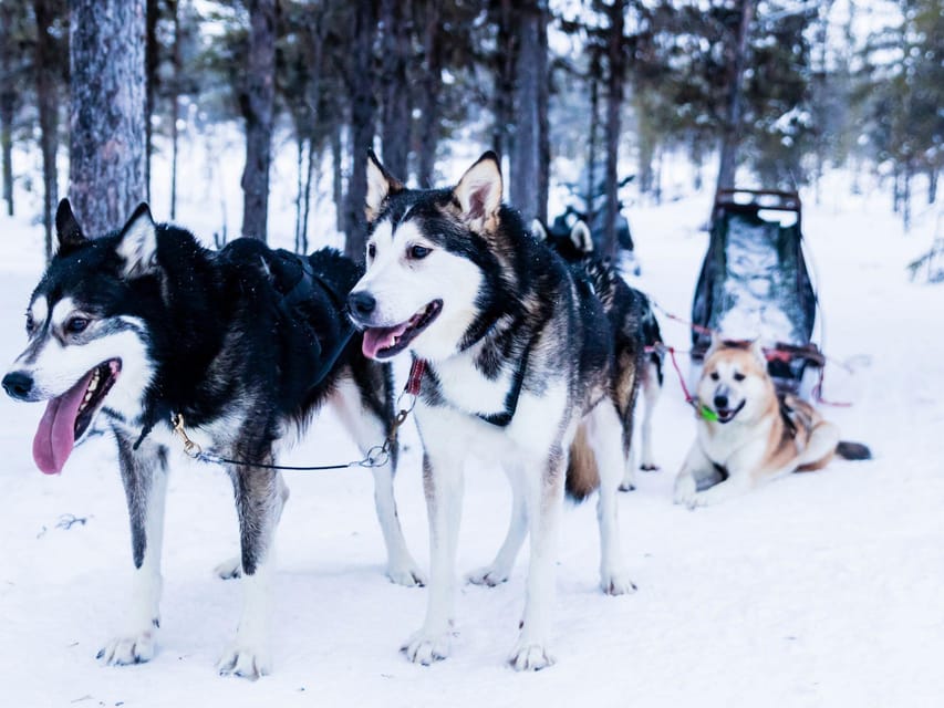 4hr Dog Sledding Trip on Finnmarksvidda - Key points at a glance