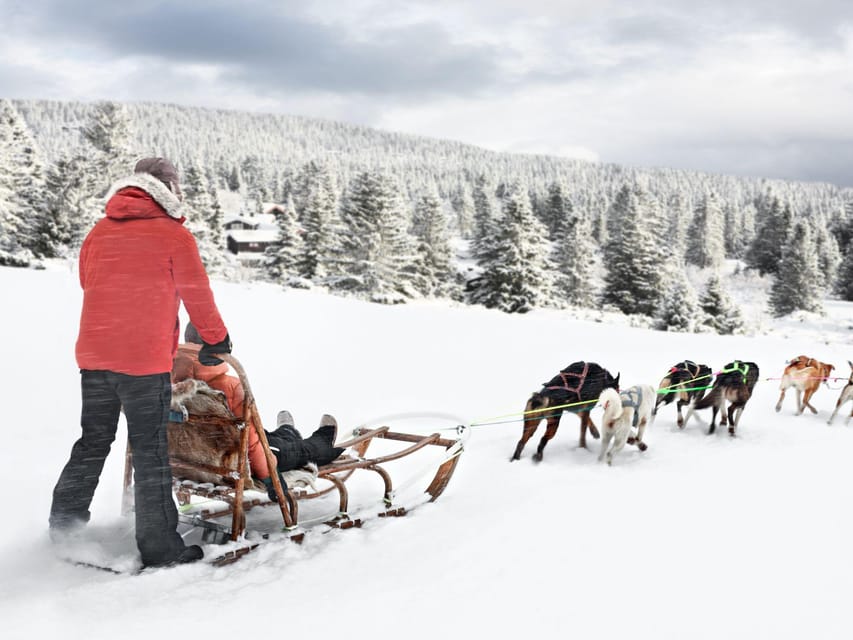 4hr Dog Sledding Trip on Finnmarksvidda - Practical tips for a smoother day