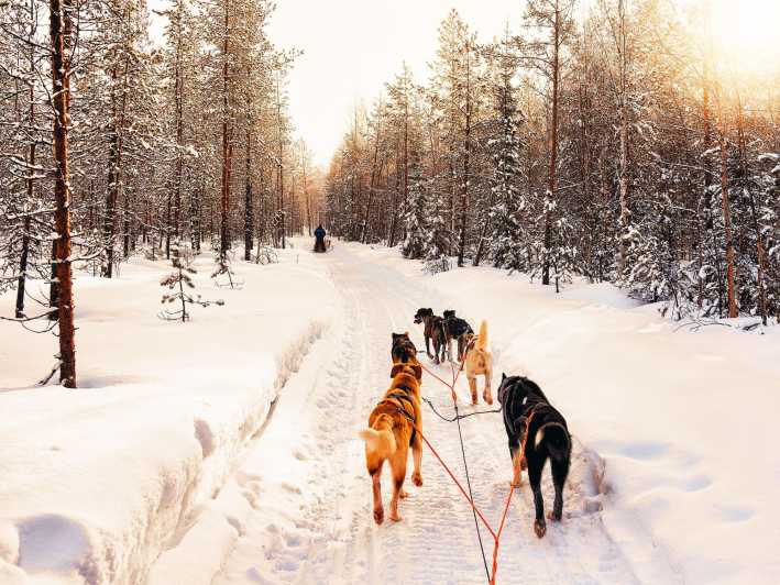 4hr Dog Sledding Trip on Finnmarksvidda - Starting in Alta and heading toward Gargia