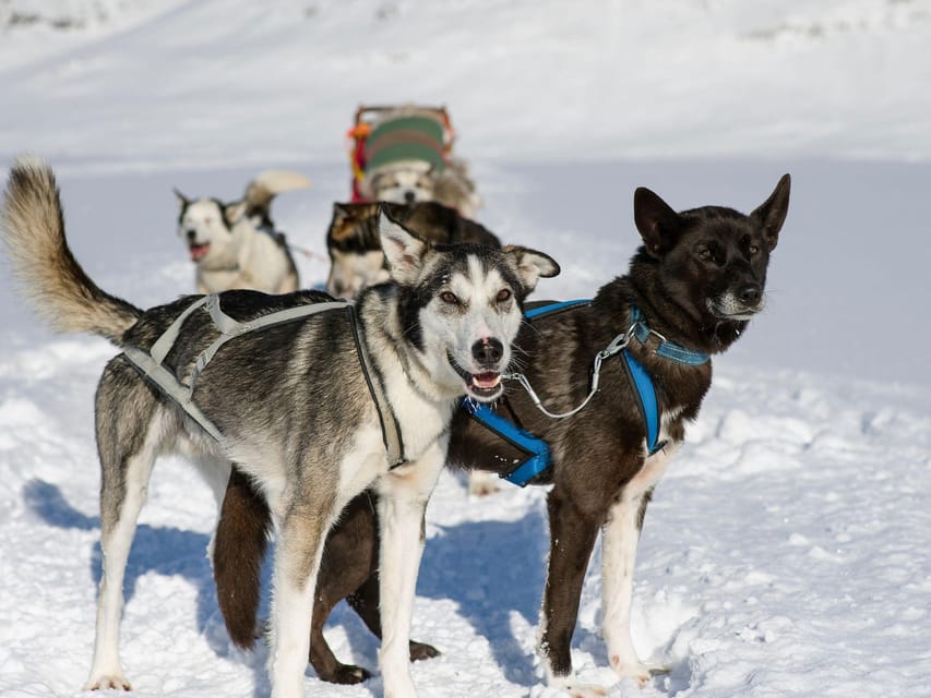 4hr Dog Sledding Trip on Finnmarksvidda - From pine forest to the open Finnmarksvidda