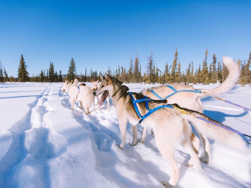 4hr Dog Sledding Trip on Finnmarksvidda - The dogs are central, not just transportation