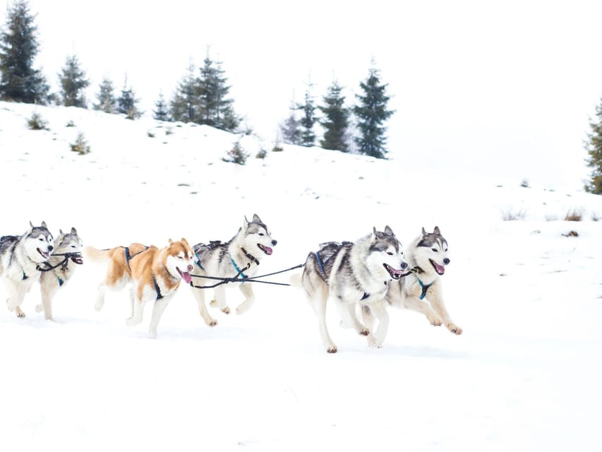 4hr Dog Sledding Trip on Finnmarksvidda - Coffee, local stories, and a warm lodge
