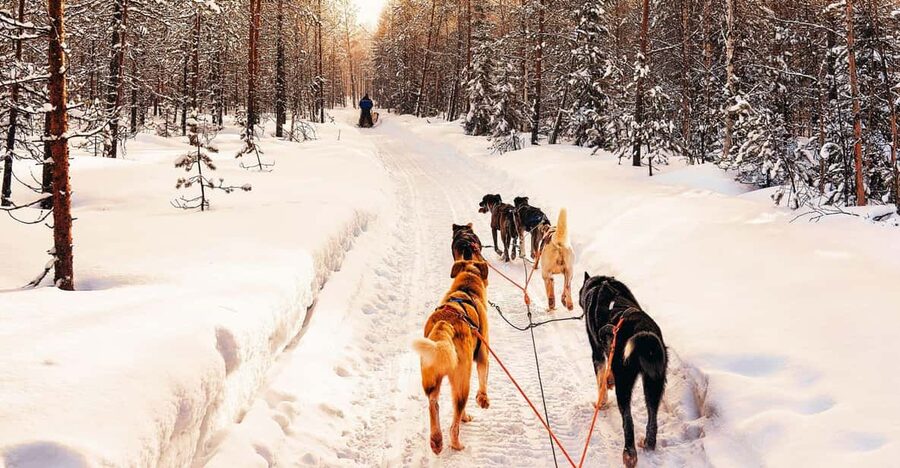 4hr Dog Sledding Trip on Finnmarksvidda - Who should book this outing?