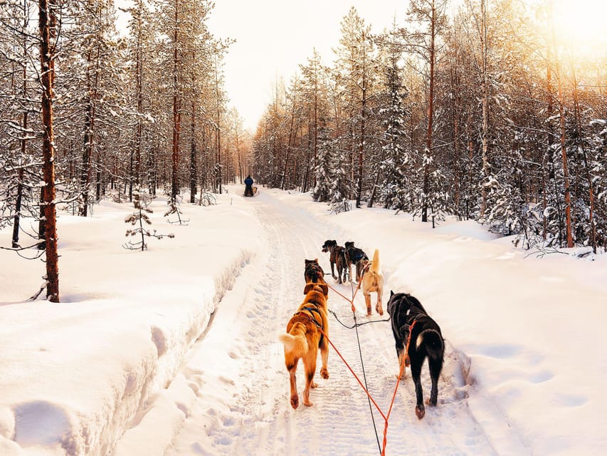 4hr Dog Sledding Trip on Finnmarksvidda - Getting ready at the Gargia mountain lodge