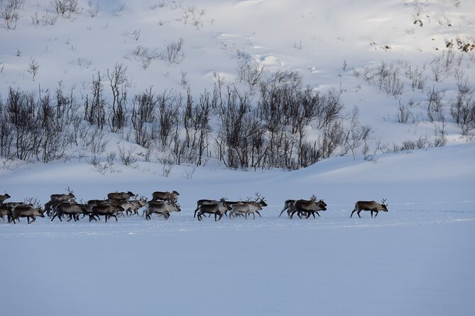 All-Inclusive Arctic Fjords and Sommarøy Scenic Tour - The guide and driver matter here