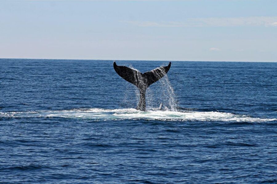 Alta: Alta Fjord Whale Watching Tour - Key points to know before booking