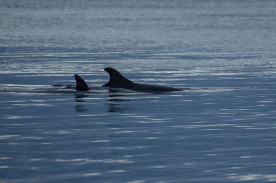 Alta: Alta Fjord Whale Watching Tour - Why Alta Fjord is a good place for a winter wildlife trip