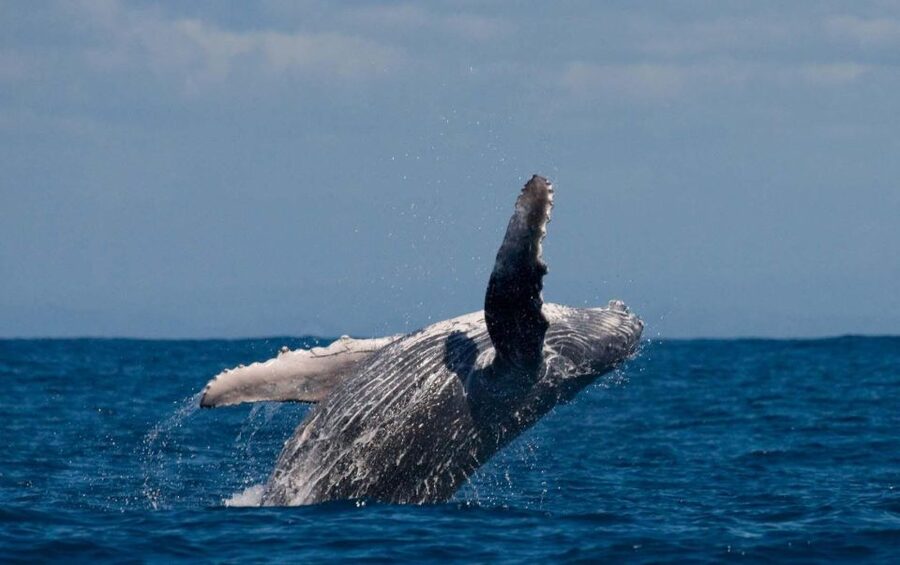 Alta: Alta Fjord Whale Watching Tour - The 3.5-hour cruise into Alta Fjord