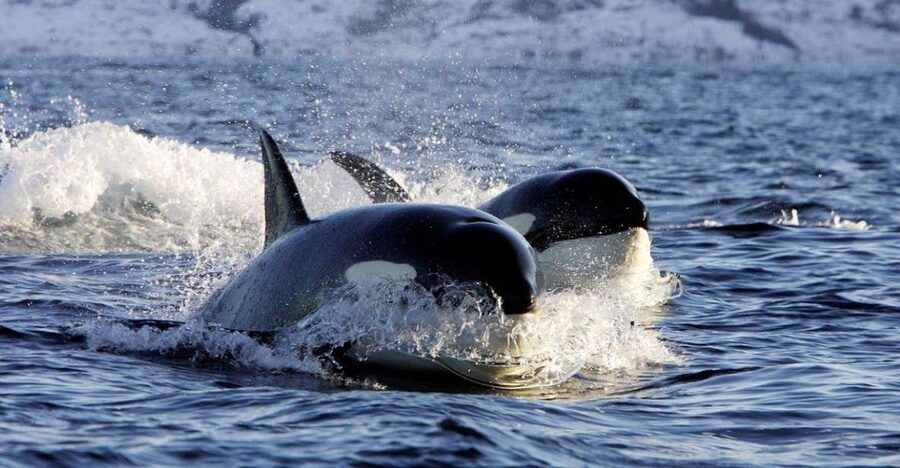Alta: Alta Fjord Whale Watching Tour - Who will enjoy this most?