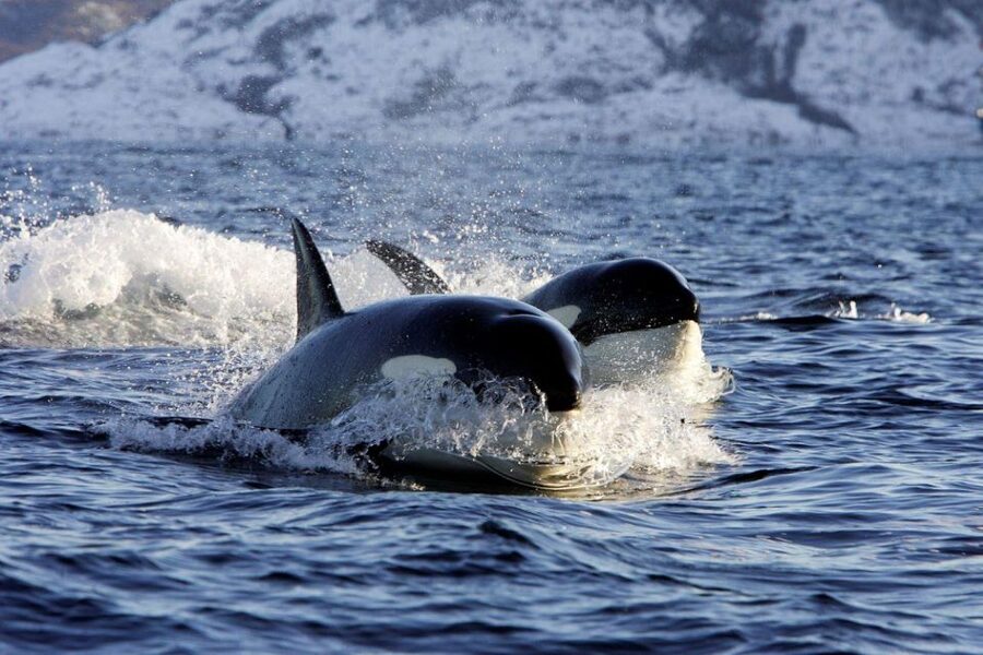 Alta: Alta Fjord Whale Watching Tour - Meeting at Fiskerihavna and getting ready