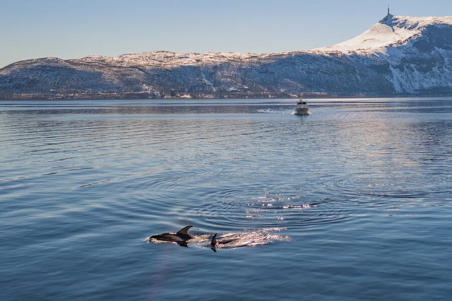Alta: Altafjord Whale Watching in a Heated Boat - Setting out from Alta Harbor