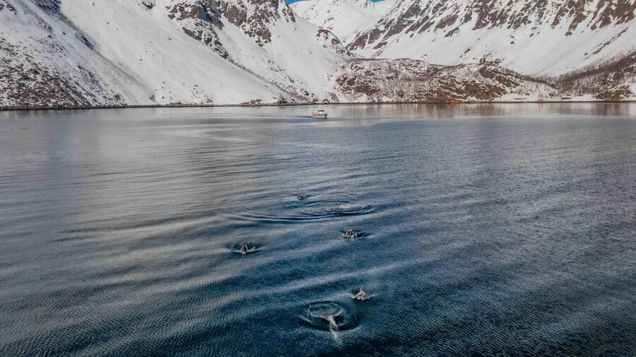 Alta: Altafjord Whale Watching in a Heated Boat - Why herring bring the whales