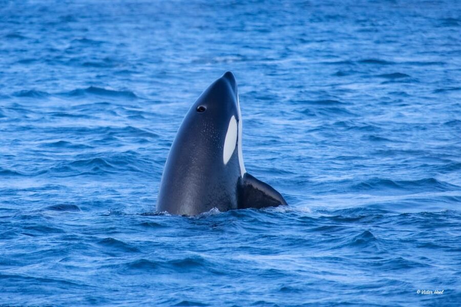 Alta: Altafjord Whale Watching in a Heated Boat - Watching from the warm cabin and cold deck