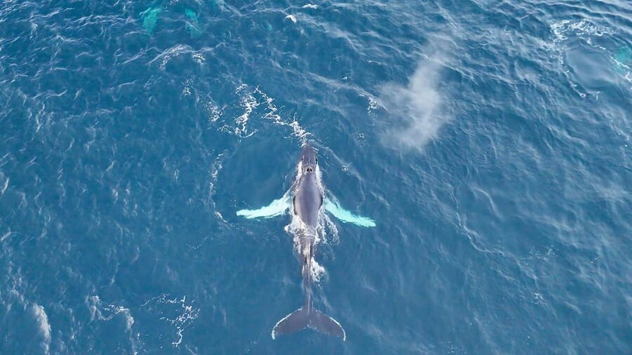 Alta: Altafjord Whale Watching in a Heated Boat - Boat comfort compared with faster alternatives