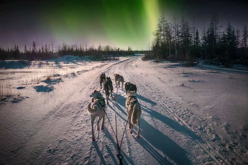 Alta: Dog Sledding Trip under the Northern Lights - Through pine forest and onto Finnmarksvidda