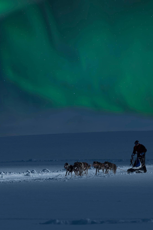 Alta: Dog Sledding Trip under the Northern Lights - The Northern Lights question
