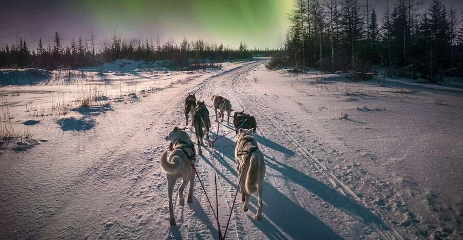Alta: Dog Sledding Trip under the Northern Lights - Meeting the huskies and learning to mush