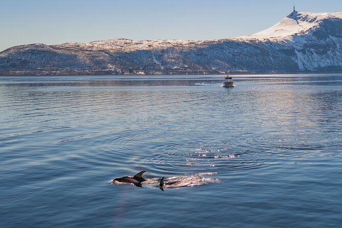 Alta Fjord Whale Watching on a Heated Boat - Why Alta Fjord is a good place to watch whales