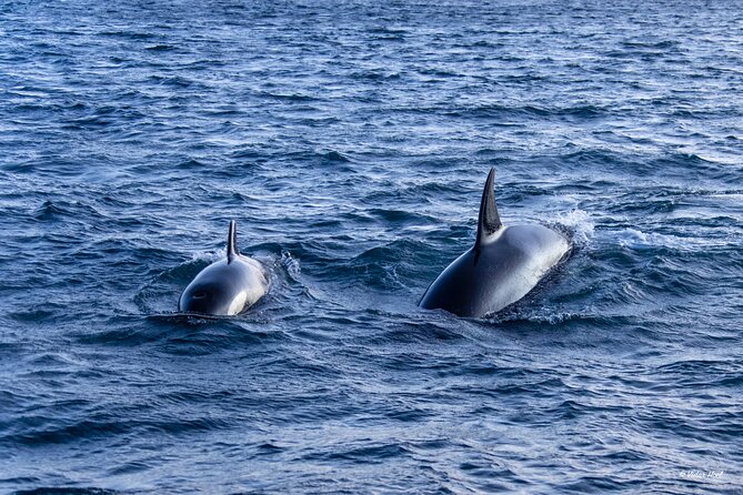 Alta Fjord Whale Watching on a Heated Boat - The first 15 minutes, or the first full hour