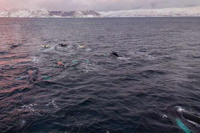Alta Fjord Whale Watching on a Heated Boat - Weather, cancellations, and planning around your stay
