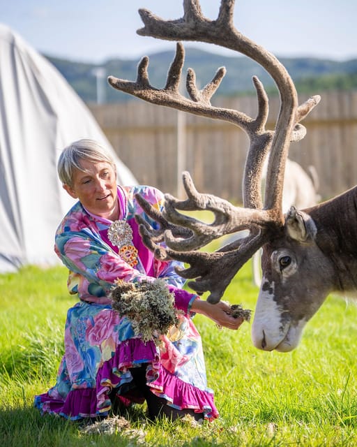 Alta: Reindeer - A carrier of Sámi Culture - Meeting reindeer at Sami Siida
