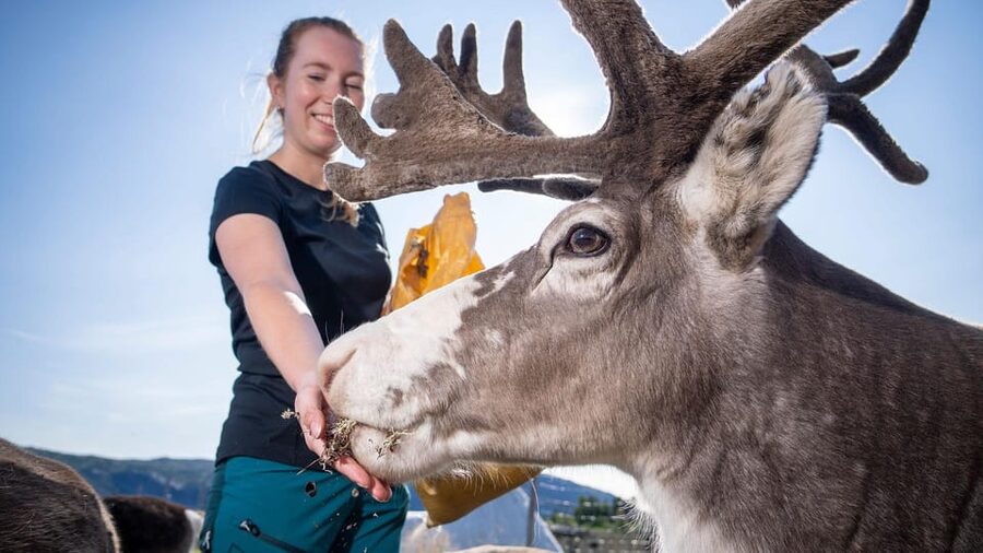 Alta: Reindeer - A carrier of Sámi Culture - Inside the lavvu tent