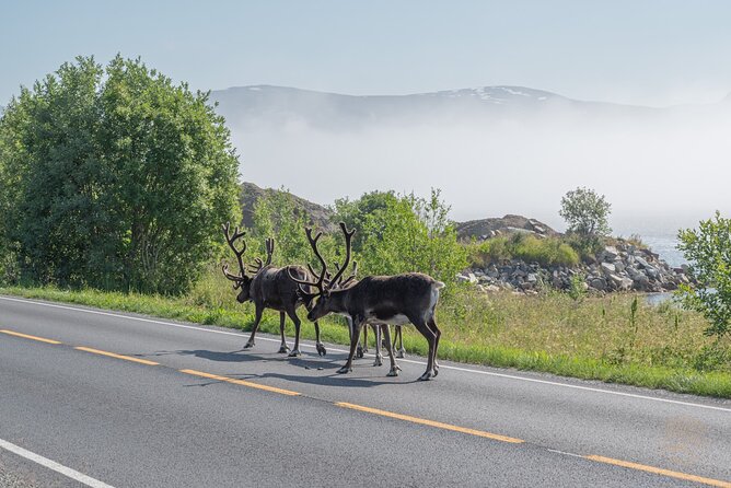Arctic Fjord Roadtrip with Scenic Picnic from Tromso - Small groups, guides, and the human side of the trip