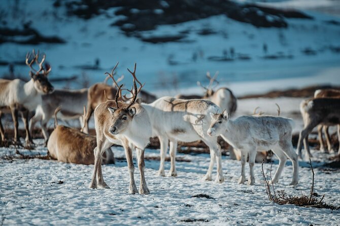Arctic Fjords and Reindeer Experience – Small group tour - The Price: Is $291.53 a Fair Deal?