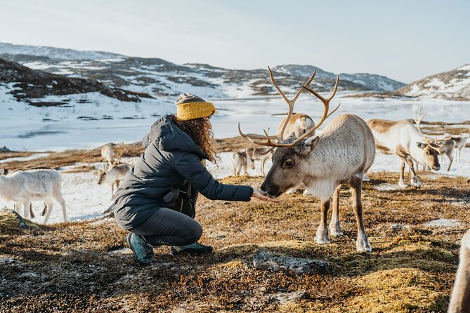 Arctic Fjords and Reindeer Experience – Small group tour - Practical Advice For A Better Day