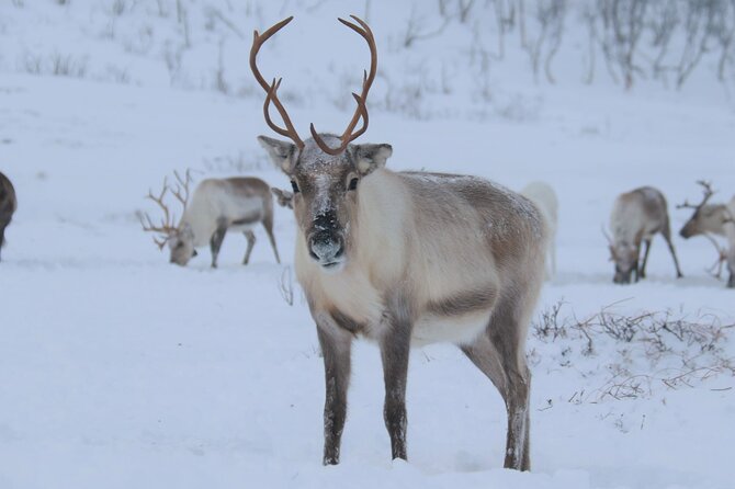 Arctic Fjords and Reindeer Experience – Small group tour - Kvaløya By Bus: Mountains, Fjords, and Changing Weather