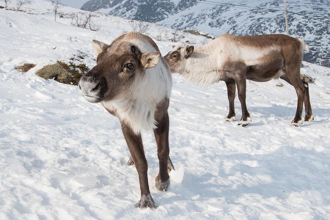 Arctic Fjords Road Trip - Tromsø’s fjords and the wildlife question