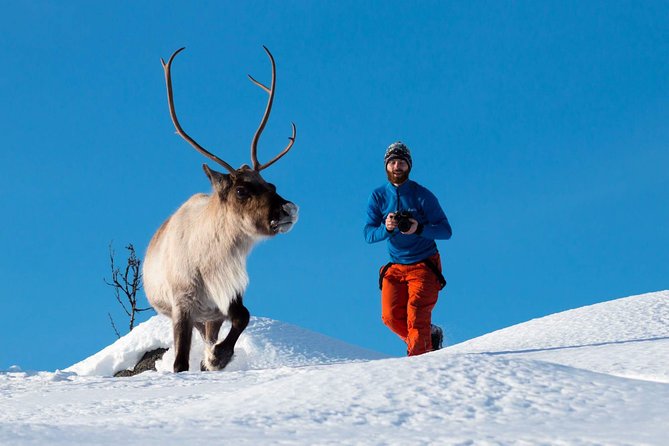 Arctic Nature Photography Sightseeing Tour from Tromso - Quick take: what makes this Kvaløya tour worthwhile