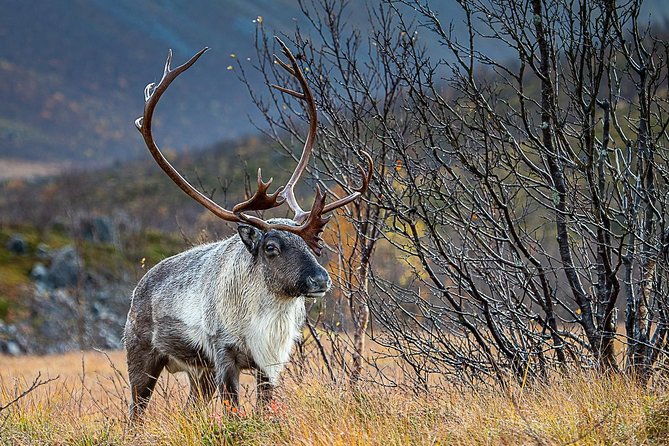 Arctic Nature Tour from Tromsø by minibus - Wildlife watching on a scenic road trip