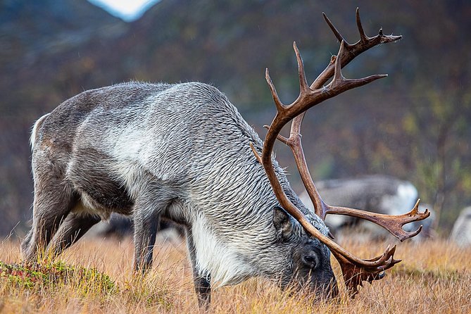 Arctic Nature Tour from Tromsø by minibus - Pastries, hot drinks, and the meaning of lunch