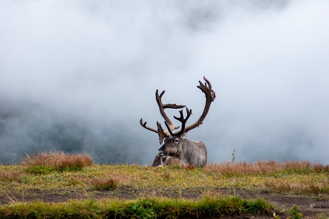 Arctic Wildlife and Fjord Sightseeing - Crossing Sommarøybrua to the island