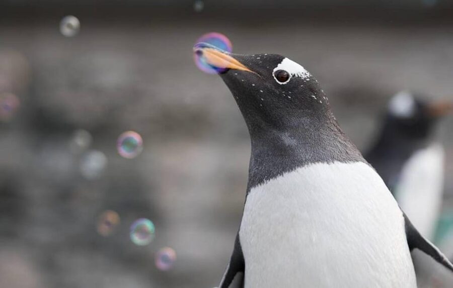 Bergen: Bergen Aquarium Entry Ticket - Penguins and sea lions bring the most energy