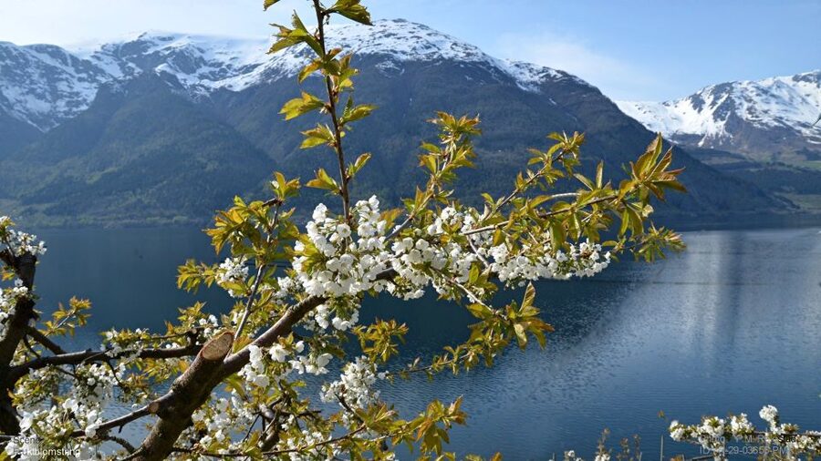 Bergen: Hardangerfjord, Voss Gondola & 3 Great Waterfalls - Vøringsfossen from the Fossli viewpoint