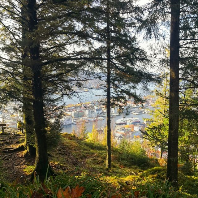 Bergen: Mountain hike on top of Bergen - Public tour - Who should book this Bergen hike?