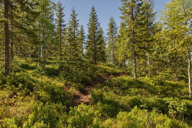 Best View of the Oslofjord Hike - From central Oslo to Frognerseteren by metro