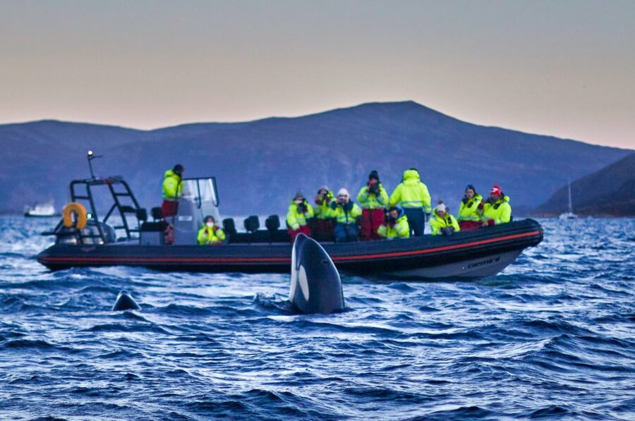 Bleik: Whale Watching by Speedboat with Puffins and Muffins - Who should book this Bleik safari?