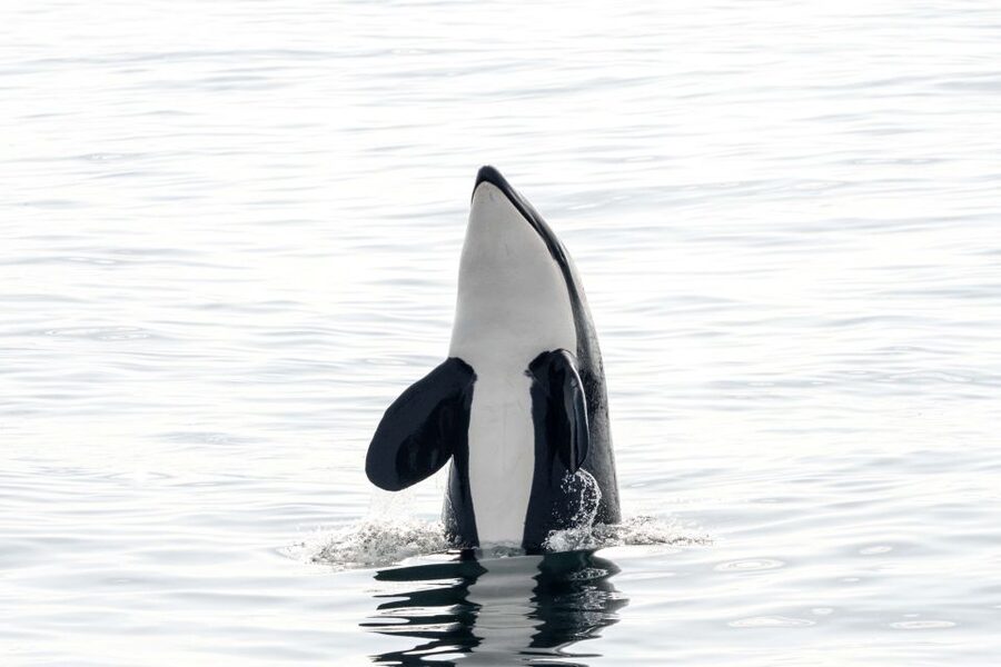 Bleik: Whale Watching by Speedboat with Puffins and Muffins - From Andenes to Bleik Marina