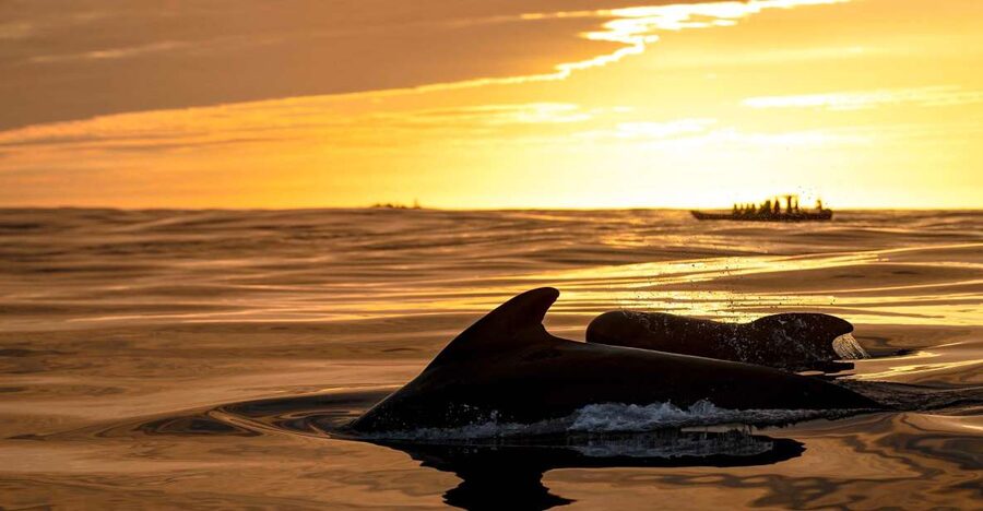 Bleik: Whale Watching by Speedboat with Puffins and Muffins - Racing toward Bleik Canyon
